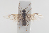  (Lasius umbratus - NOFOR113)  @14 [ ] CreativeCommons - Attribution Non-Commercial Share-Alike (2014) Arnstein Staverlokk Norwegian Institute of Nature Research