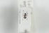 (Lasius neglectus - NOFOR119)  @13 [ ] CreativeCommons - Attribution Non-Commercial Share-Alike (2014) Arnstein Staverlokk Norwegian Institute of Nature Research