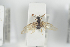  (Lasius bicornis - NOFOR122)  @13 [ ] CreativeCommons - Attribution Non-Commercial Share-Alike (2014) Arnstein Staverlokk Norwegian Institute of Nature Research