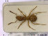  (Lasius sabularum - NOFOR035)  @13 [ ] CreativeCommons - Attribution Non-Commercial Share-Alike (2013) Arnstein Staverlokk Norwegian Institute of Nature Research