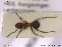 (Formica suecica - NOFOR070)  @13 [ ] CreativeCommons - Attribution Non-Commercial Share-Alike (2013) Arnstein Staverlokk Norwegian Institute of Nature Research