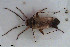  ( - NOHET068)  @11 [ ] Creative Commons  Attribution Non-Commercial Share-Alike (2022) NTNU University Museum, Department of Natural History NTNU University Museum, Department of Natural History