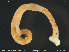  (Calliobdella - CE30906)  @11 [ ] Creative Commons  Attribution Non-Commercial Share-Alike (2019) NTNU University Museum, Department of Natural History NTNU University Museum, Department of Natural History