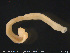  (Platybdella - CE30929)  @11 [ ] Creative Commons  Attribution Non-Commercial Share-Alike (2019) NTNU University Museum, Department of Natural History NTNU University Museum, Department of Natural History