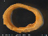  (Pontobdella - CE30938)  @11 [ ] Creative Commons  Attribution Non-Commercial Share-Alike (2019) NTNU University Museum, Department of Natural History NTNU University Museum, Department of Natural History