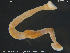  (Johanssonia - CE30941)  @11 [ ] Creative Commons  Attribution Non-Commercial Share-Alike (2019) NTNU University Museum, Department of Natural History NTNU University Museum, Department of Natural History