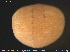  ( - CE32108)  @11 [ ] Creative Commons  Attribution Non-Commercial Share-Alike (2019) NTNU University Museum, Department of Natural History NTNU University Museum, Department of Natural History