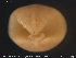  ( - CE32108)  @11 [ ] Creative Commons  Attribution Non-Commercial Share-Alike (2019) NTNU University Museum, Department of Natural History NTNU University Museum, Department of Natural History
