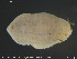  ( - CE32112)  @11 [ ] Creative Commons  Attribution Non-Commercial Share-Alike (2019) NTNU University Museum, Department of Natural History NTNU University Museum, Department of Natural History