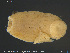  ( - CE32113)  @11 [ ] Creative Commons  Attribution Non-Commercial Share-Alike (2019) NTNU University Museum, Department of Natural History NTNU University Museum, Department of Natural History