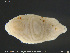  ( - CE33010)  @11 [ ] Creative Commons  Attribution Non-Commercial Share-Alike (2019) NTNU University Museum, Department of Natural History NTNU University Museum, Department of Natural History