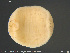  (Batracobdella - CE33013)  @11 [ ] Creative Commons  Attribution Non-Commercial Share-Alike (2019) NTNU University Museum, Department of Natural History NTNU University Museum, Department of Natural History