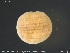  ( - CE33013)  @11 [ ] Creative Commons  Attribution Non-Commercial Share-Alike (2019) NTNU University Museum, Department of Natural History NTNU University Museum, Department of Natural History