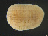  ( - CE33014)  @11 [ ] Creative Commons  Attribution Non-Commercial Share-Alike (2019) NTNU University Museum, Department of Natural History NTNU University Museum, Department of Natural History