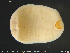  ( - CE33014)  @11 [ ] Creative Commons  Attribution Non-Commercial Share-Alike (2019) NTNU University Museum, Department of Natural History NTNU University Museum, Department of Natural History