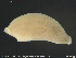  ( - CE33045)  @11 [ ] Creative Commons  Attribution Non-Commercial Share-Alike (2019) NTNU University Museum, Department of Natural History NTNU University Museum, Department of Natural History