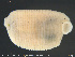  ( - CE33490)  @11 [ ] Creative Commons  Attribution Non-Commercial Share-Alike (2019) NTNU University Museum, Department of Natural History NTNU University Museum, Department of Natural History