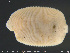  ( - CE33490)  @11 [ ] Creative Commons  Attribution Non-Commercial Share-Alike (2019) NTNU University Museum, Department of Natural History NTNU University Museum, Department of Natural History