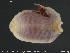  ( - CE34380)  @11 [ ] Creative Commons  Attribution Non-Commercial Share-Alike (2019) NTNU University Museum, Department of Natural History NTNU University Museum, Department of Natural History