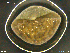  (Glossiphonia sp. CEA - CE35266)  @11 [ ] CreativeCommons - Attribution Non-Commercial Share-Alike (2018) Christer Erseus University of Gothenburg