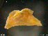  (Notostomum laeve - CE35402)  @11 [ ] CreativeCommons - Attribution Non-Commercial Share-Alike (2018) Christer Erseus University of Gothenburg