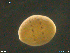  ( - CE35447)  @11 [ ] CreativeCommons - Attribution Non-Commercial Share-Alike (2018) Christer Erseus University of Gothenburg