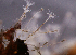  ( - NH0127)  @11 [ ] CreativeCommons - Attribution Non-Commercial Share-Alike (2019) Luis Martell University Museum of Bergen, Natural History Collections