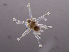  ( - NH0193)  @11 [ ] CreativeCommons - Attribution Non-Commercial Share-Alike (2019) Luis Martell University Museum of Bergen, Natural History Collections