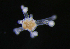  ( - NH0200)  @11 [ ] CreativeCommons - Attribution Non-Commercial Share-Alike (2019) Luis Martell University Museum of Bergen, Natural History Collections