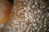  ( - NH0424)  @11 [ ] by-nc-sa (2019) Luis Martell University Museum of Bergen, Natural History Collections
