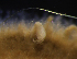  ( - NH1056)  @11 [ ] by-nc-sa (2022) Luis Martell University Museum of Bergen, Natural History Collections