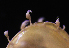  ( - NH1066)  @11 [ ] by-nc-sa (2022) Luis Martell University Museum of Bergen, Natural History Collections