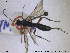  ( - HYM007)  @11 [ ] CreativeCommons - Attribution Share-Alike (2019) NTNU University Museum, Department of Natural History NTNU University Museum, Department of Natural History