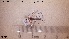  ( - HYM013)  @11 [ ] CreativeCommons - Attribution Share-Alike (2019) NTNU University Museum, Department of Natural History NTNU University Museum, Department of Natural History
