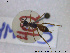  ( - HYM035)  @12 [ ] CreativeCommons - Attribution Share-Alike (2019) NTNU University Museum, Department of Natural History NTNU University Museum, Department of Natural History