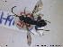 ( - HYM037)  @11 [ ] CreativeCommons - Attribution Share-Alike (2019) NTNU University Museum, Department of Natural History NTNU University Museum, Department of Natural History