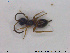  ( - HYM039)  @11 [ ] CreativeCommons - Attribution Share-Alike (2019) NTNU University Museum, Department of Natural History NTNU University Museum, Department of Natural History