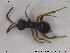  ( - HYM040)  @11 [ ] CreativeCommons - Attribution Share-Alike (2019) NTNU University Museum, Department of Natural History NTNU University Museum, Department of Natural History