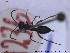  ( - HYM041)  @11 [ ] CreativeCommons - Attribution Share-Alike (2019) NTNU University Museum, Department of Natural History NTNU University Museum, Department of Natural History