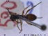  ( - HYM042)  @11 [ ] CreativeCommons - Attribution Share-Alike (2019) NTNU University Museum, Department of Natural History NTNU University Museum, Department of Natural History