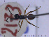  ( - HYM043)  @11 [ ] CreativeCommons - Attribution Share-Alike (2019) NTNU University Museum, Department of Natural History NTNU University Museum, Department of Natural History