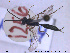  ( - HYM044)  @11 [ ] CreativeCommons - Attribution Share-Alike (2019) NTNU University Museum, Department of Natural History NTNU University Museum, Department of Natural History