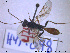  ( - HYM048)  @12 [ ] CreativeCommons - Attribution Share-Alike (2019) NTNU University Museum, Department of Natural History NTNU University Museum, Department of Natural History
