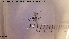  ( - HYM070)  @11 [ ] CreativeCommons - Attribution Share-Alike (2019) NTNU University Museum, Department of Natural History NTNU University Museum, Department of Natural History