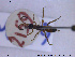  ( - HYM079)  @12 [ ] CreativeCommons - Attribution Share-Alike (2019) NTNU University Museum, Department of Natural History NTNU University Museum, Department of Natural History