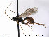  (Anisotacrus xanthostigma - HymVM11)  @11 [ ] CreativeCommons - Attribution Non-Commercial Share-Alike (2014) NTNU University Museum, Department of Natural History NTNU University Museum, Department of Natural History