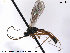  ( - HymVM12)  @11 [ ] CreativeCommons - Attribution Non-Commercial Share-Alike (2014) NTNU University Museum, Department of Natural History NTNU University Museum, Department of Natural History