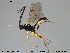 ( - HymVM141)  @13 [ ] CreativeCommons - Attribution Non-Commercial Share-Alike (2015) NTNU University Museum, Department of Natural History NTNU University Museum, Department of Natural History
