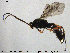  (Virgichneumon faunus - HymVM190)  @14 [ ] CreativeCommons - Attribution Non-Commercial Share-Alike (2015) NTNU University Museum, Department of Natural History NTNU University Museum, Department of Natural History