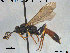  ( - HymVM223)  @13 [ ] CreativeCommons - Attribution Non-Commercial Share-Alike (2015) NTNU University Museum, Department of Natural History NTNU University Museum, Department of Natural History